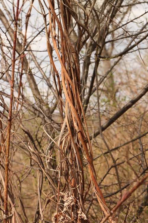 Beard Clematis Curled Joy Old Vines Vitalba