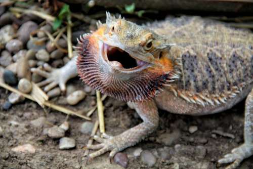 Bearded Dragon Reptile Attack Excited Nervous