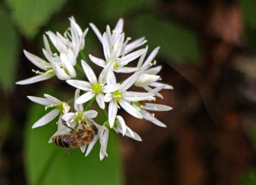 Bear'S Garlic Blossom Bloom Bloom White Forest