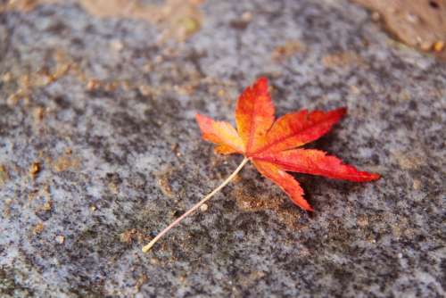 Beautiful Autumn Leaf Colorful Maple Leaf Autumn