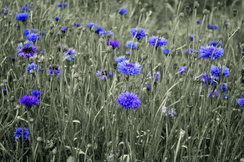 Beauty Blossom Bluebottle Bud Cornflower