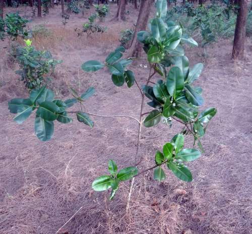 Beauty Leaf Alexandrian Laurel Sultan Champa