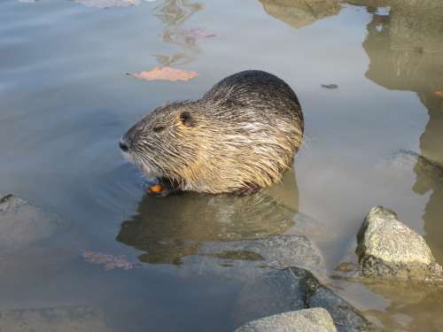 Beaver Nature Water Lake Animal