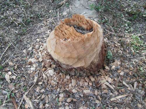 Beaver Work Log Cone Chips Gnaw Nager Cases