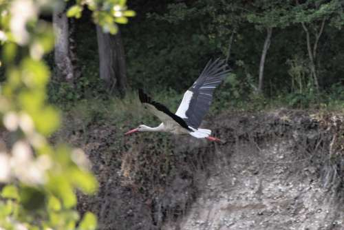 Bed River Stork Water White Birds