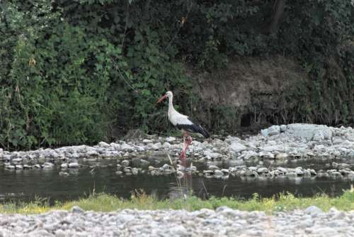 Bed River Stork Water White Birds