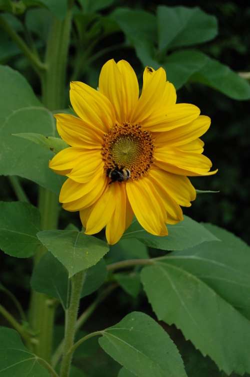 Bee Flower Sunflower Insects