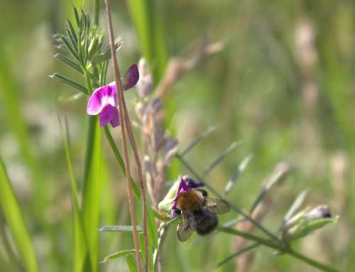 Bee Blossom Bloom Flower Pollination Insect