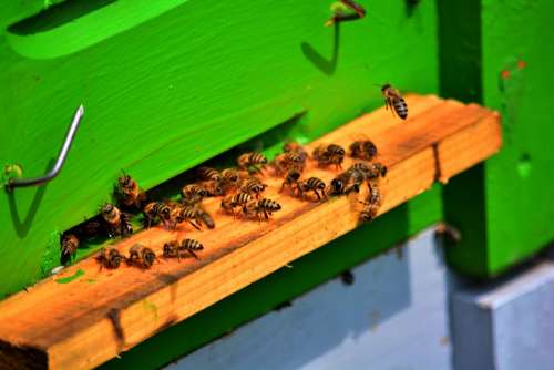 Bee Bees Honey Bee Keeper