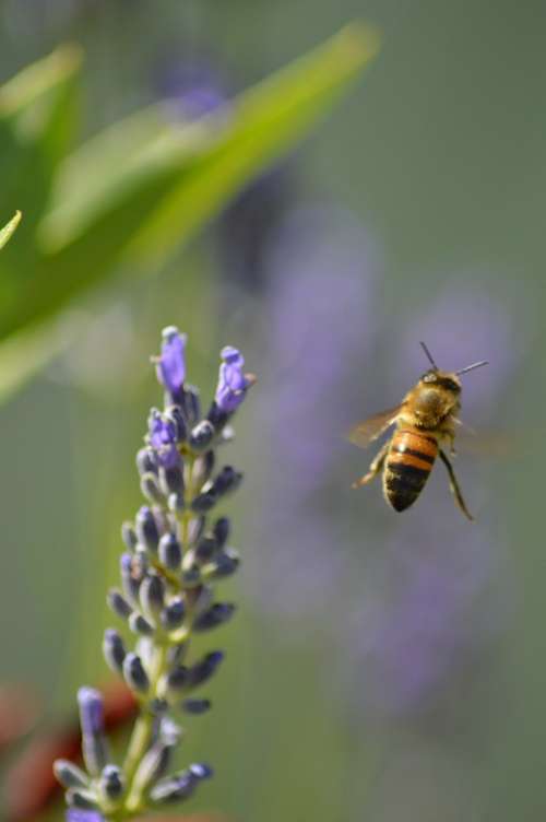 Bee Flower Insects Flight Bourdon