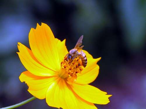 Bee Yellow Flower