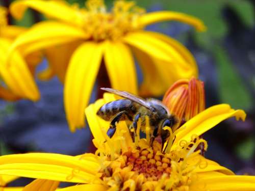 Bee Flower Pollen Macro Nature