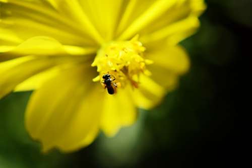 Bee Flower Yellow Flower Summer Animal Bug Wasp