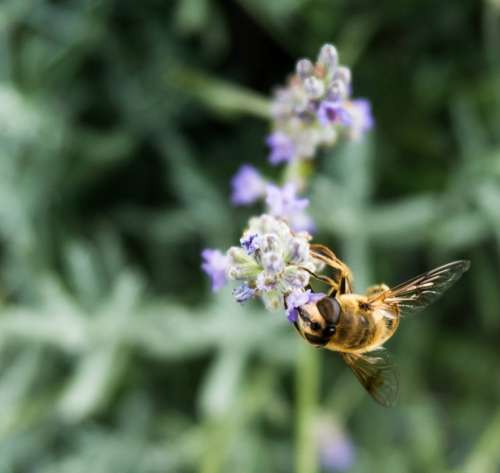 Bee Hoverfly Insect Blossom Bloom Sprinkle