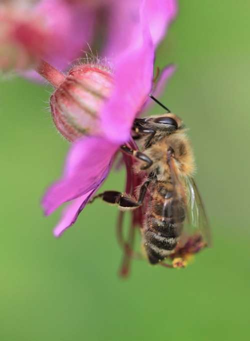 Bee Macro Flower Blossom Bloom Insect Plant