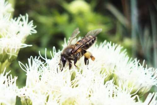 Bee Honey Bee Sting Sri Lanka Ceylon Nature