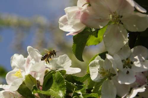 Bee Blossom Bloom Macro Insect Plant Flower