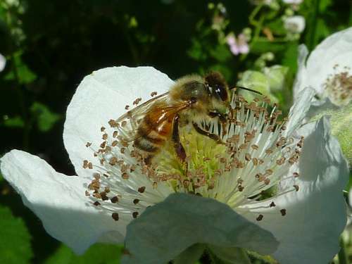 Bee Honey Bee Wings Bees Insect Flower Honeybee