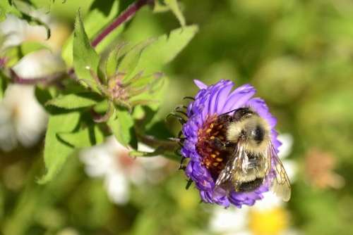 Bee Flower Nature Purple Wildflower Blossom Bloom