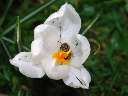 Bee Flower Blossom Nature Garden Pollen Nectar