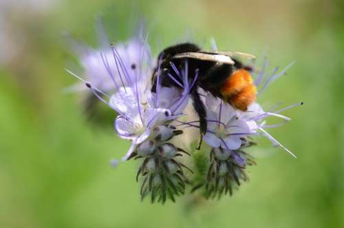 Bee Pollen Nectar Blue Flower Macro Close Plant