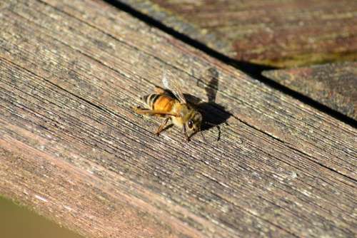 Bee Buckfast Bee Honey Bee Golden Insect