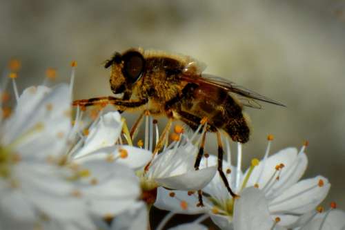 Bee Bug Animal Blossom Macro