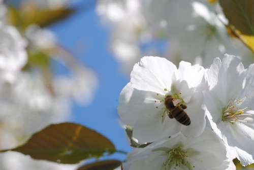 Bee Cherry Blossom Honey Bee Nectar Flower Nature