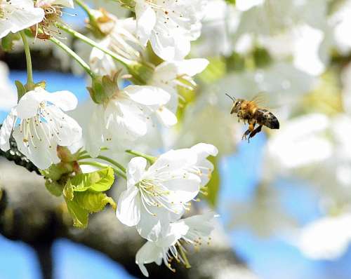 Bee Blossom Bloom Frühlingsanfang