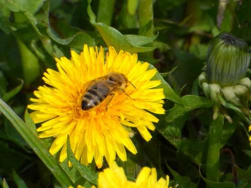 Bee Sonchus Oleraceus Flowers