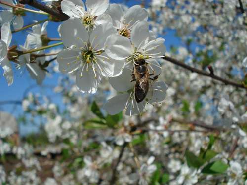 Bee Flowering Tree Cherry Blossoms Spring