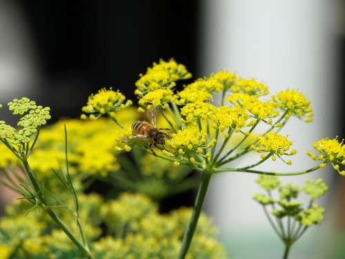 Bee Fennel Yellow Flower