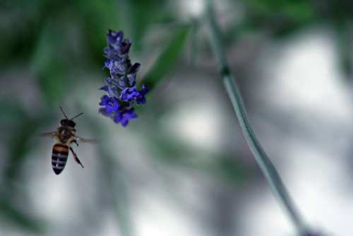 Bee Flower Spring