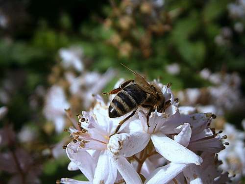 Bee Bees Honey Bee Insect Worker Inside Queen