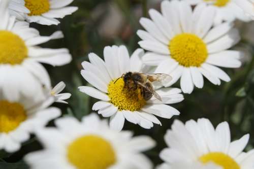 Bee Pollen Nectar Close Up Marguerite Pollination