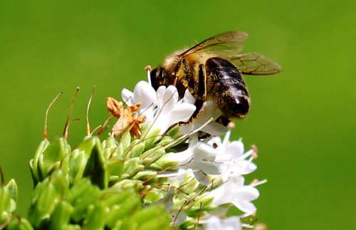 Bee Honey Bee Nectar Blossom Bloom Flower
