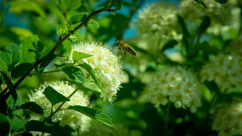 Bee Flower Flying Insect Insects Pollen Honey