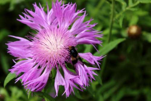 Bee Honey Insect Close-Up Bees Insects Flower