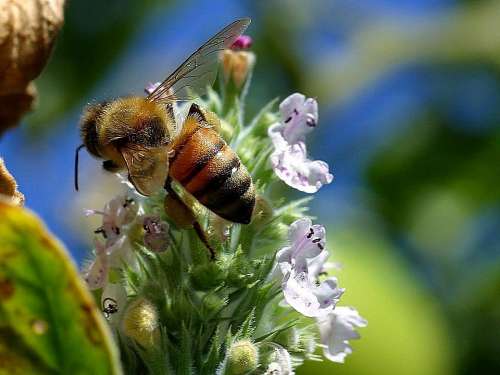 Bee Tail Bees Bugs Insects Animals Fauna