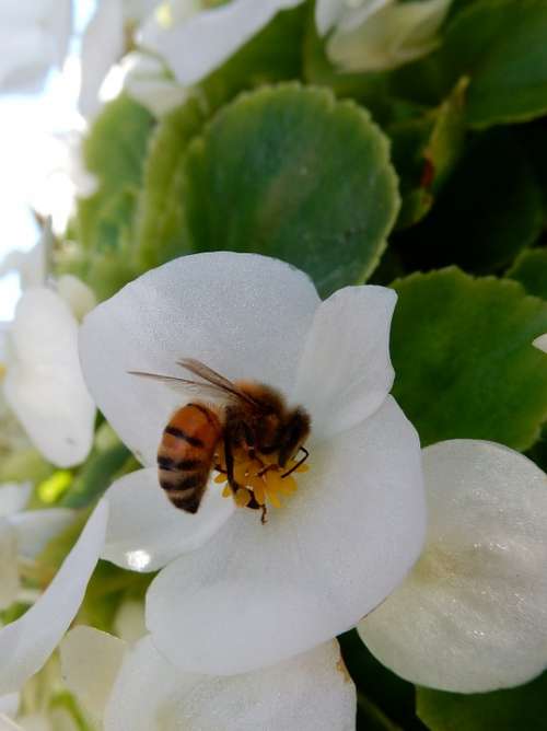 Bee Flower White Nature Insect Nectar Pollination