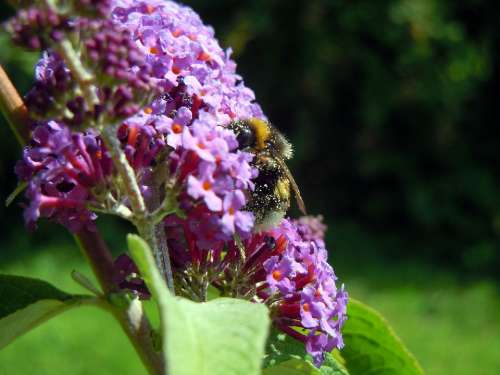 Bee Lilac Insect Flowers