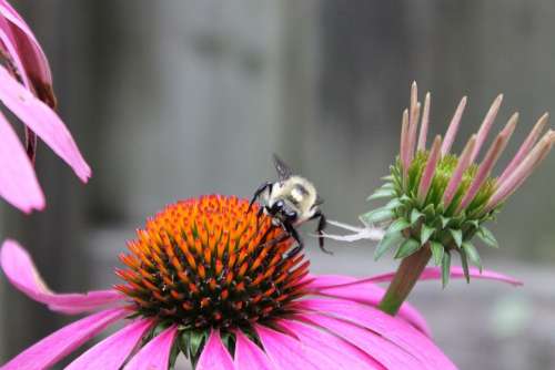 Bee Pollen Honey Healthy Pollination Flower Macro