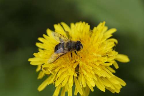 Bee Close Up Dandelion Foraging Pollination