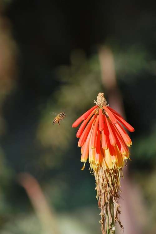 Bee Flower Spring Plant Red Blossom