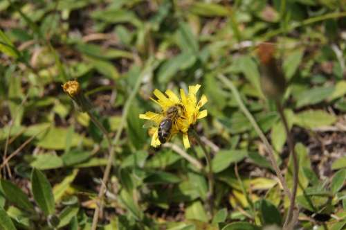 Bee Macro Flower Yellow Nature