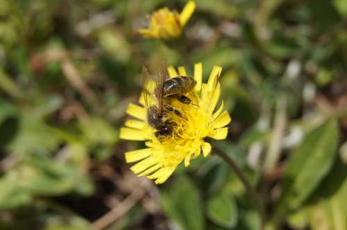 Bee Flower Yellow Nature