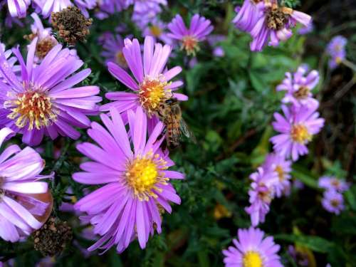 Bee Flower Autumn Nature Insect Garden Plant