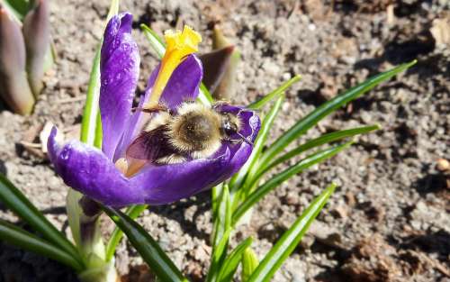 Bee Crocus Nectar Purple Insect Bumble Nature