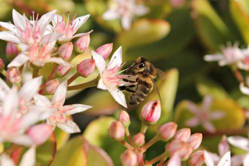 Bee Flower Macro Wildlife Colorful Pistil