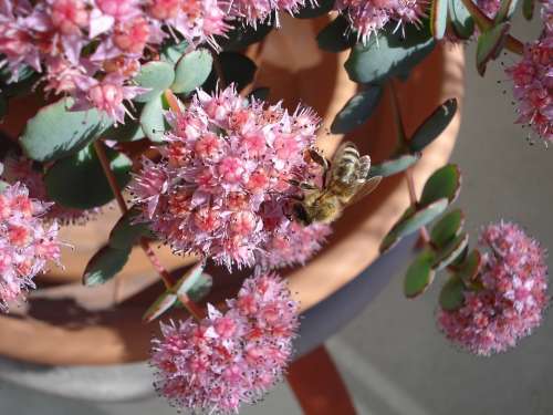 Bee Plant Nature Flowers Pink Insect